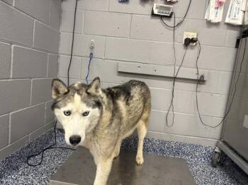 A1938555 -  Siberian Husky Dog for Adoption in Thousand Palms, California - A1938555 | PetCurious