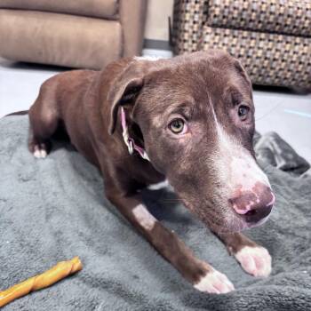 Spice -  Mixed Breed Dog for Adoption in Bismarck, North Dakota - Spice | PetCurious