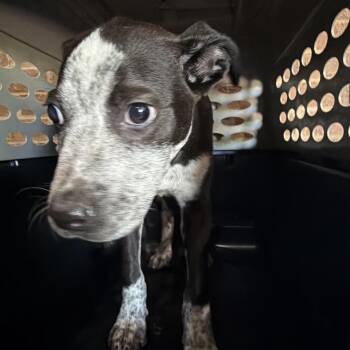 Bevis -  Pit Bull Terrier Dog for Adoption in Birmingham, Alabama - Bevis | PetCurious
