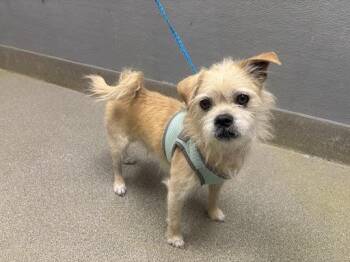 Terrier Dogs Available for Adoption in Las Vegas, Nevada - SHAGGY | PetCurious