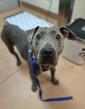 Nico -  Pit Bull Terrier Dog for Adoption in Kennewick, Washington - Nico | PetCurious