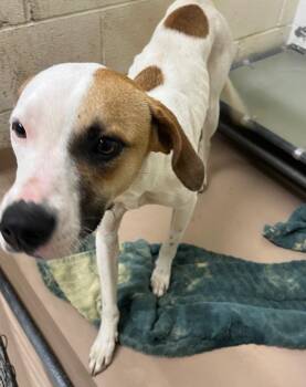 Pit Bull Terrier Dogs Available for Adoption in Nacogdoches, Texas - Cookies | PetCurious