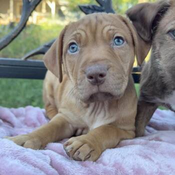 Ami -  Chocolate Labrador Retriever Dog for Adoption in Chico, California - Ami | PetCurious