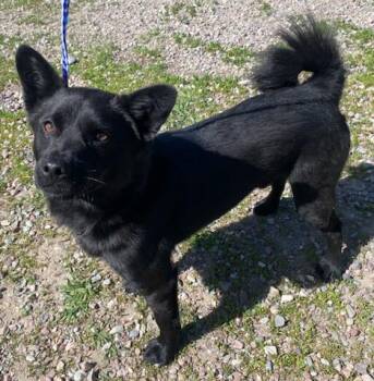 Captain Jack -  Schipperke Dog Available for Adoption in Polson, Montana - Captain Jack | PetCurious