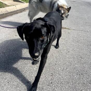 Lucy -  Labrador Retriever and Mixed Breed Dog for Adoption in Fayetteville, Arkansas - Lucy | PetCurious