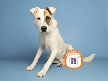 KIYOSHI -  Australian Cattle Dog Blue Heeler Dog for Adoption in Phoenix, Arizona - KIYOSHI | PetCurious