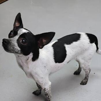 Chihuahua Dogs Available for Adoption - Homer Aka Homie | PetCurious