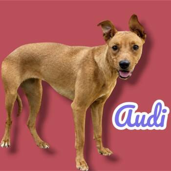 Audi -  Pit Bull Terrier and Mixed Breed Dog for Adoption in Scottsdale, Arizona - Audi | PetCurious