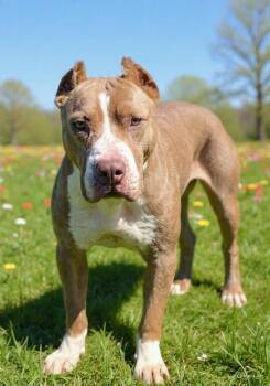 Pit Bull Terrier and Staffordshire Bull Terrier Dogs Available for Adoption in Talladega, Alabama - Kimmy 26/211 | PetCurious