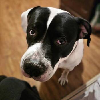 Rescue American Bulldog Dogs for Adoption in Niagara Falls, Ontario - Mister Rocco (20250522-01) | PetCurious