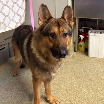 IVHS-Stray-140365 -  German Shepherd Dog Dog for Adoption in San Gabriel, California - IVHS-Stray-140365 | PetCurious