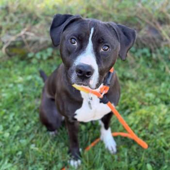 Diesel -  Pit Bull Terrier Dog for Adoption in Pittsford, Vermont - Diesel | PetCurious