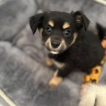 Relish -  Terrier and Chiweenie Dog for Adoption in Murrieta, California - Relish | PetCurious