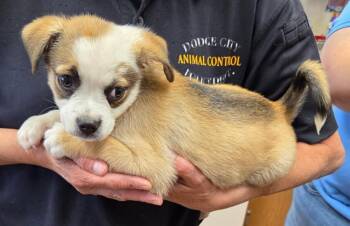 Trixie 3 -  Pug Dog for Adoption in Parker, Colorado - Trixie 3 | PetCurious