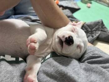 Mixed Breed Dogs Available for Adoption in Chamblee, Georgia - Cellulose | PetCurious