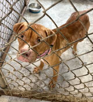 GRACIE -  Pit Bull Terrier Dog for Adoption in Rochester, Indiana - GRACIE | PetCurious