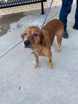 Poppy -  Golden Retriever Dog for Adoption in Winfield, Kansas - Poppy | PetCurious