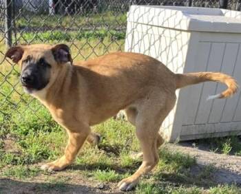 Shepherd and Mixed Breed Dogs Available for Adoption in Conway, South Carolina - Thelma | PetCurious