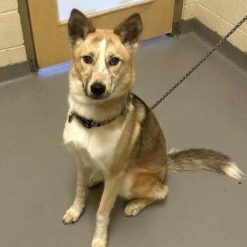 Luella -  Mixed Breed Dog for Adoption in Asheville, North Carolina - Luella | PetCurious