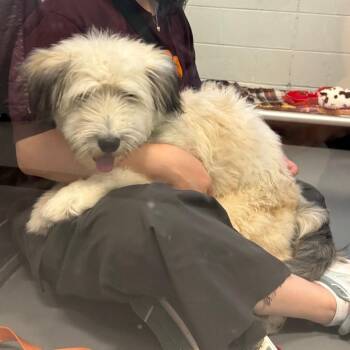 Gwen -  Mixed Breed Dog for Adoption in Wheeling, Illinois - Gwen | PetCurious