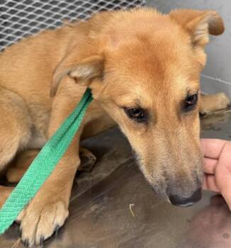 Rescue German Shepherd Dog Dogs for Adoption in Thousand Oaks, California - Ginger -- URGENT! | PetCurious