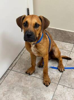 Ethel -  Black Mouth Cur Dog for Adoption in Baton Rouge, Louisiana - Ethel | PetCurious