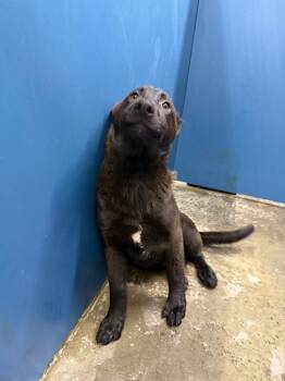 German Shepherd Dog Dogs Available for Adoption - Martha | PetCurious