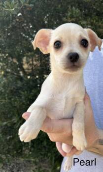 Pearl -  Chihuahua Dog for Adoption in Norfolk, Massachusetts - Pearl | PetCurious