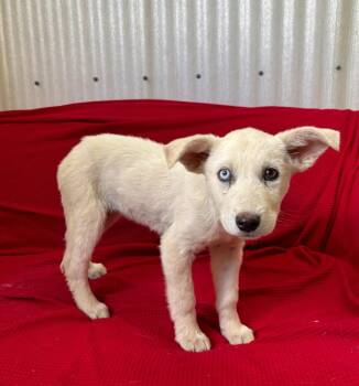 Great Pyrenees and Mixed Breed Dogs Available for Adoption in Luling, Texas - Kit | PetCurious
