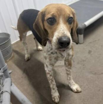 Dixie Lee - Pink Collar -  Beagle Dog for Adoption in Ogdensburg, New York - Dixie Lee - Pink Collar | PetCurious