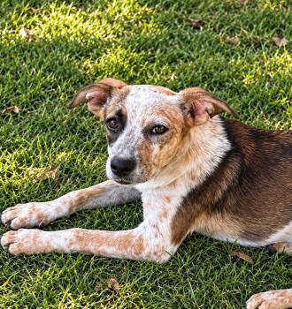 Hazelnut - mixed nut litter -  Labrador Retriever and Australian Cattle Dog Blue Heeler Dog for Adoption in Horn Lake, Mississippi - Hazelnut - Mixed Nut Litter | PetCurious