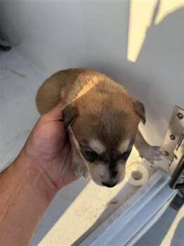 Siberian Husky and Labrador Retriever Dogs Available for Adoption - A650622 | PetCurious