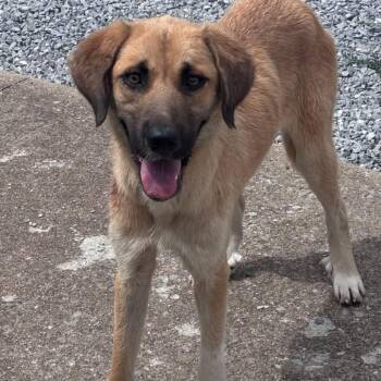 Fauna -  Great Pyrenees and Labrador Retriever Dog for Adoption in Centerville, Tennessee - Fauna | PetCurious