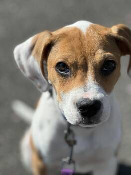 Hound Dogs Available for Adoption in Greenlawn, New York - Freckles | PetCurious