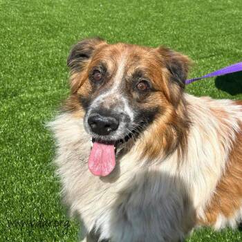 Otis -  Great Pyrenees and Australian Shepherd Dog for Adoption in Cheyenne, Wyoming - Otis | PetCurious