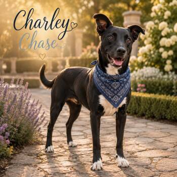 Charley Chase -  Labrador Retriever and Black Labrador Retriever Dog for Adoption in Farmington, Missouri - Charley Chase | PetCurious