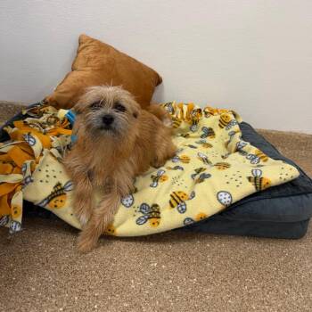 Schnauzer and Yorkshire Terrier Dogs Available for Adoption - Daytona | PetCurious