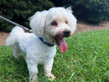 Alfie -  Poodle and Mixed Breed Dog for Adoption in Raleigh, North Carolina - Alfie | PetCurious