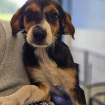 Camilla -  Beagle Dog for Adoption in Maynardville, Tennessee - Camilla | PetCurious