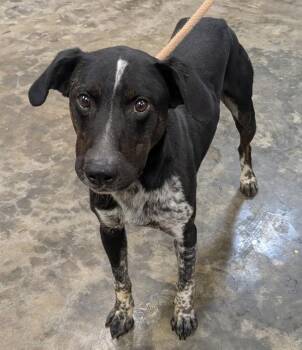 Rio -  Australian Cattle Dog Blue Heeler Dog for Adoption in Osage Beach, Missouri - Rio | PetCurious