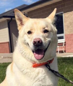 Akita Dogs Available for Adoption in Maryville, Missouri - Kingsley | PetCurious