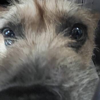 Goldie -  Maltese and Yorkshire Terrier Dog for Adoption in San Pablo, California - Goldie | PetCurious