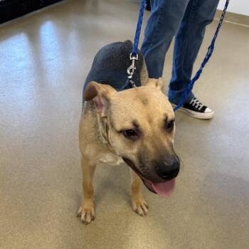 Heath -  Mixed Breed Dog for Adoption in West Palm Beach, Florida - Heath | PetCurious
