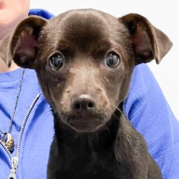 Rescue Chihuahua Dogs for Adoption in Albany, New York - Rex | PetCurious