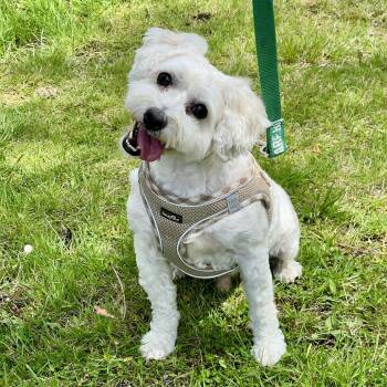 Cavalier King Charles Spaniel and Poodle Dogs Available for Adoption in East Hampton, New York - Pepito | PetCurious