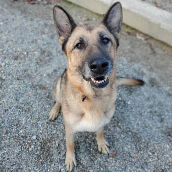 Rescue German Shepherd Dog Dogs for Adoption in Woodsfield, Ohio - Ella | PetCurious