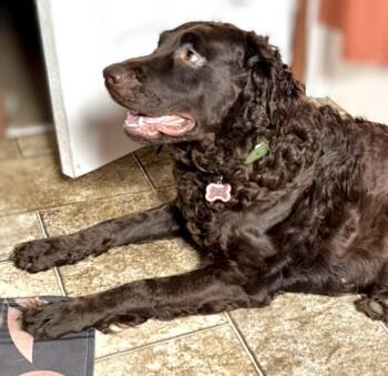 Rory -  Goldendoodle and Labrador Retriever Dog for Adoption in Westfield, New York - Rory | PetCurious