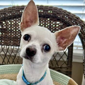 Chihuahua Dogs Available for Adoption - Mudder | PetCurious