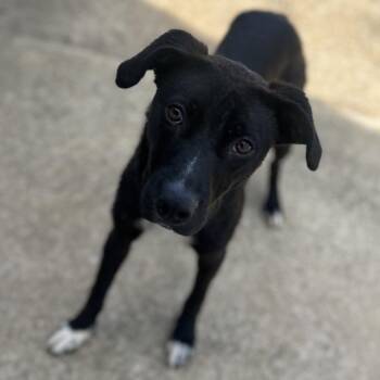 Mixed Breed Dogs Available for Adoption in Brownsboro, Alabama - Tate | PetCurious