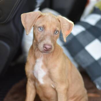 Frannie -  Mixed Breed Dog for Adoption in Cleveland, Texas - Frannie | PetCurious